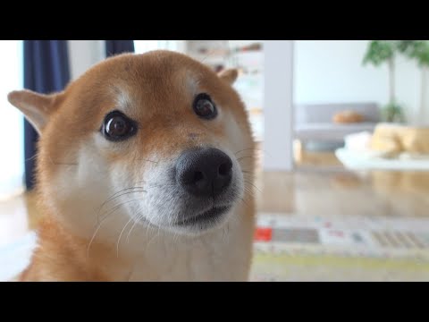 庭に何者かの痕跡があったので追跡してたら。。(YouTube)