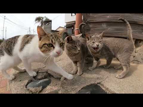 猫の大家族に呼び止められたので、１匹ずつモフろうとしたら…(YouTube)
