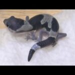 変な柄をしたヤモリの赤ちゃんが産まれてきました(YouTube)