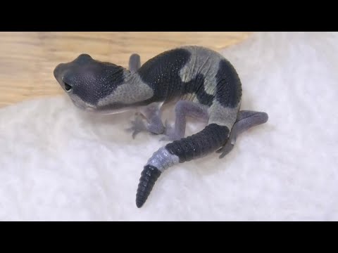 変な柄をしたヤモリの赤ちゃんが産まれてきました(YouTube)