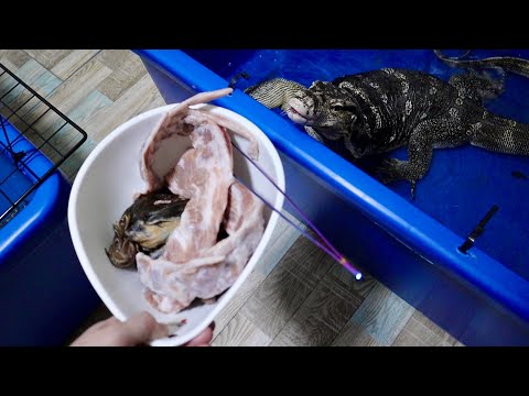 豚バラ軟骨をオオトカゲに食べさせてみると・・・(YouTube)