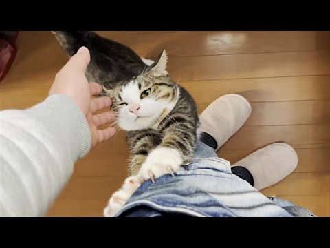 お父さんからひと時も離れたくない猫はこんな感じです(YouTube)