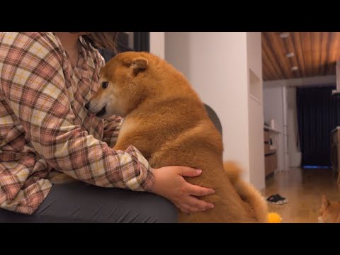 「誰が一番早くくるか選手権」が想像以上に可愛い結果になる柴犬。(YouTube)