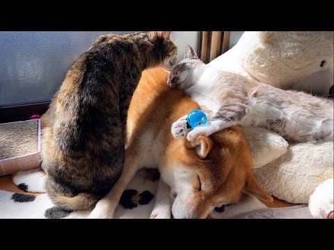 ボールで遊んでる最中に柴犬の上で寝てしまう猫が可愛すぎる…！(YouTube)