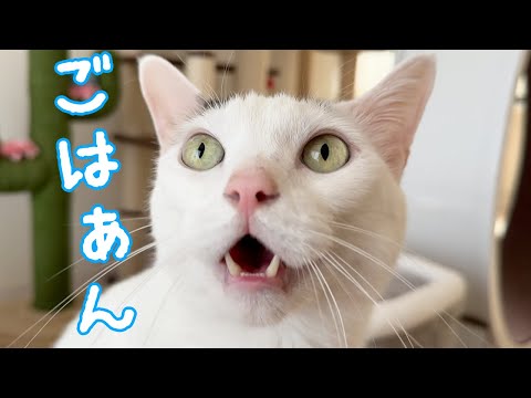 ママにご飯もらったのにパパを騙そうとする猫チロさん(YouTube)