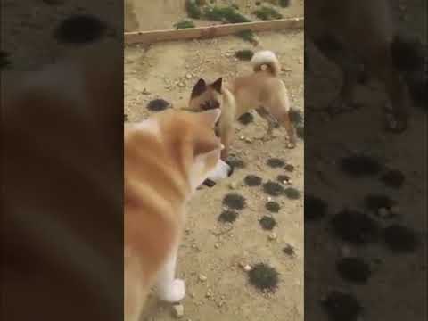 【過去動画】秋田犬アキラ新人梅干くんに初対面から厳しく指導（笑）(YouTube)