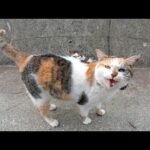 キジシロ猫をモフっていたら、三毛猫が「仲間に入れて！」と寄ってきた(YouTube)