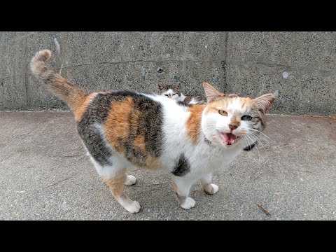 キジシロ猫をモフっていたら、三毛猫が「仲間に入れて！」と寄ってきた(YouTube)