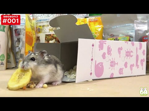 気付いたらハムスター買ってた…(YouTube)