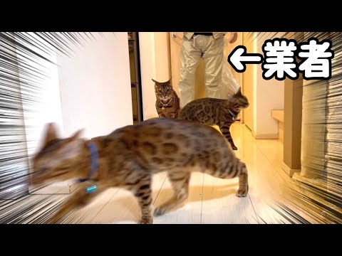 白アリ業者の邪魔ばかりするので猫部屋に強制送還される猫軍団(YouTube)