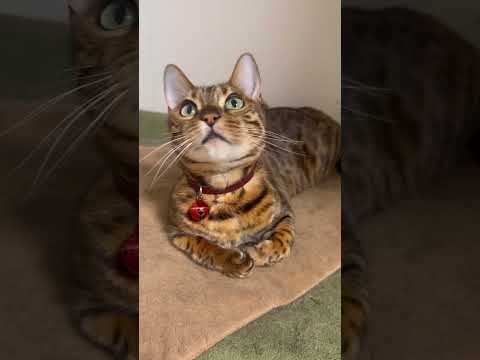 猫の首振りエクササイズ #shorts(YouTube)
