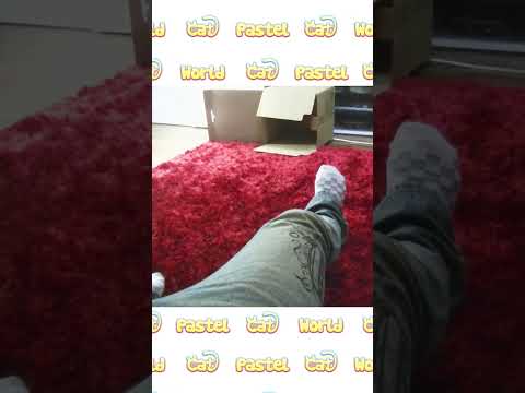 パパの臭い足が許せない子猫のネコ吉🐈 #Shorts(YouTube)