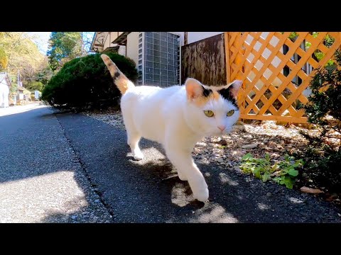 三毛猫が建物の裏からモフられに出てきた(YouTube)