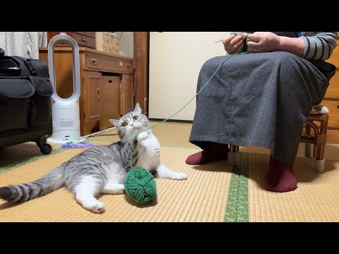 ばあばが編み物してたときの猫の反応が和やかすぎました…笑(YouTube)