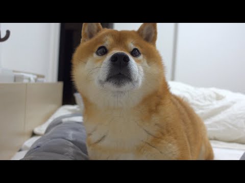 まだ寝たくない！寝る前に子供のように駄々をこねる柴犬がかわいい。(YouTube)