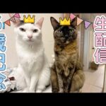 チロモモ5歳誕生日生配信🎂(YouTube)