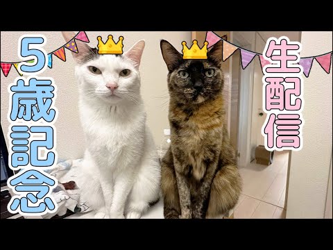 チロモモ5歳誕生日生配信🎂(YouTube)