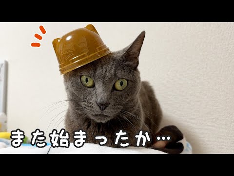 ママの遊びに付き合ってくれる優しい猫たち…！(YouTube)