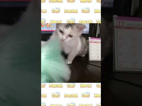 お掃除の邪魔をする子猫のネコ吉 #Shorts(YouTube)