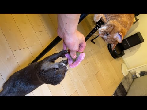 カワウソさくらと猫のもちの前でさくらもち食べてみた 笑 I tried eating Sakura Mochi in front of otter Sakura and cat Mochi lol(YouTube)