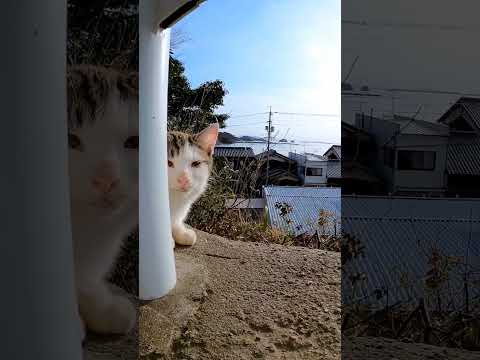 崖っぷちの子猫(YouTube)