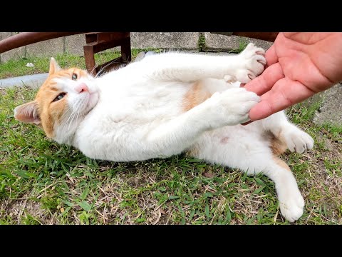 ぽっちゃりした茶シロ猫がヘソ天ポーズでナデナデを要求してきた(YouTube)