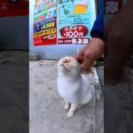 飲み屋街の猫 #shorts(YouTube)