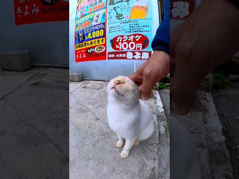飲み屋街の猫 #shorts(YouTube)