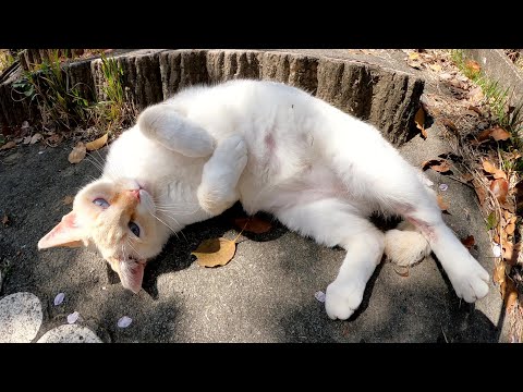 春の訪れを喜ぶ薄茶シロ猫が階段で激しく転げ回る(YouTube)
