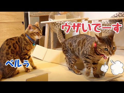ドタバタの隙を見ては嫁にイチャつこうとする旦那猫(YouTube)