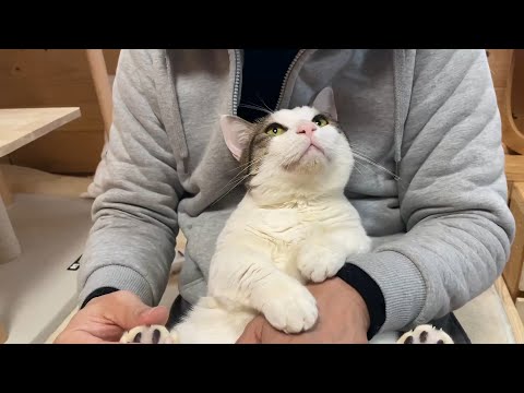 お父さんの膝の上でされるがままの豆大福(YouTube)