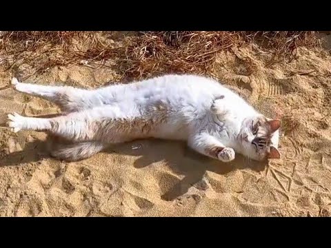 猫は砂浜で寝転ぶのが好きなのか?!(YouTube)