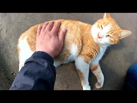 坂道を降りてきた茶シロ猫をモフると喉をゴロゴロと鳴らして喜んだ(YouTube)