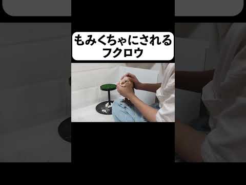 もみくちゃにされるフクロウ【フルverは概要欄】#shorts(YouTube)