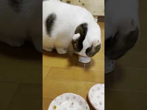 顔入れすぎな豆大福(YouTube)