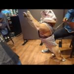 一目惚れした店員さんへのアタック方法が斜め上いくブルドッグのぶるまる！(YouTube)