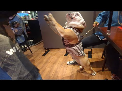 一目惚れした店員さんへのアタック方法が斜め上いくブルドッグのぶるまる！(YouTube)