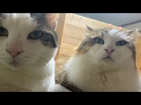 朝になると息子を起こしにいく猫と起きられない息子(YouTube)