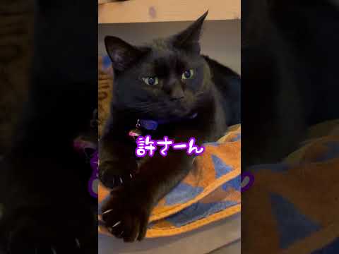 ナナ魔女カーニバル💜 #shorts(YouTube)