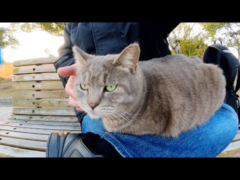 人間のひざにのるのが大好きなトトロ猫ちゃん(YouTube)