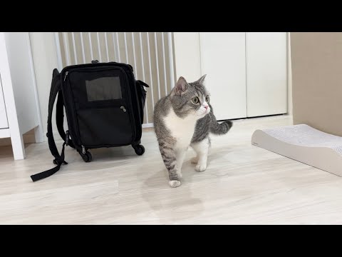 久しぶりに帰ってきたら我が家を忘れてしまった猫の反応がこちらです…(YouTube)