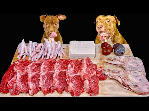 【超肉テロ】高級赤身肉を豪快に食べまくるピットブルの咀嚼音が気持ちいい【閲覧注意ASMR】(YouTube)