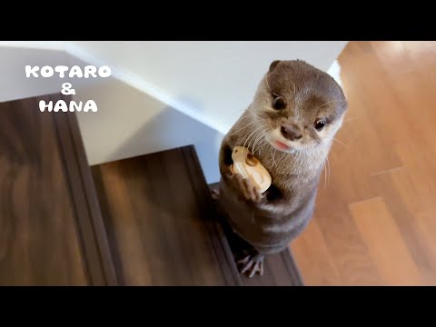 小さな友達を抱っこして運ぶカワウソの優しさに感動・・！　Otter Carrying His Little Friend Is So Adorable!(YouTube)