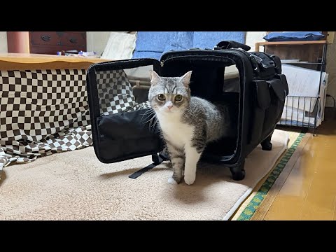 初めてばあばの家にやってきた猫の反応がかわいすぎました笑(YouTube)