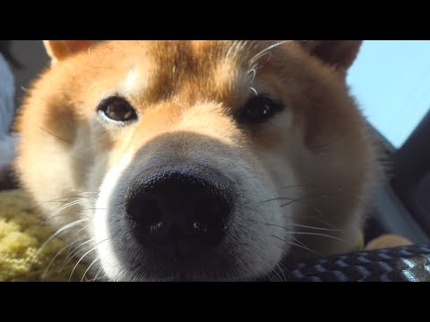 大好きな外出！からの病院で不意打ちをくらう柴犬。(YouTube)
