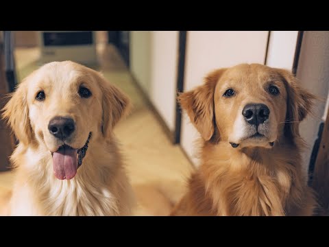 おかげ様でジョイさんすっかり元気になりました！(YouTube)