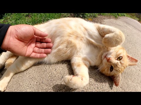 クリーム猫をマッサージしていたら、お腹をモフることを許可してくれた(YouTube)
