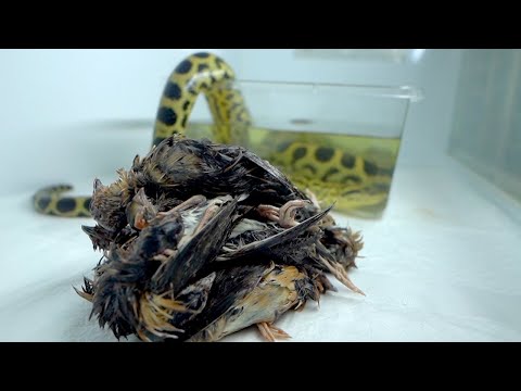 空腹のアナコンダに限界まで食わせます(YouTube)
