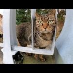 咲きかけの桜を見ていたらキジトラ猫が「遊ぼうよ！」と誘ってきた(YouTube)