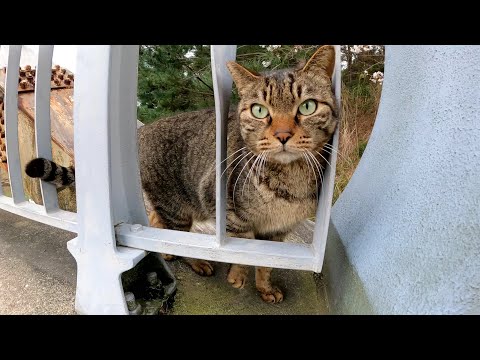 咲きかけの桜を見ていたらキジトラ猫が「遊ぼうよ！」と誘ってきた(YouTube)